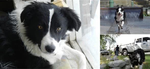 边牧犬这个聪明的小家伙也有很多缺陷，这4点你不一定受得了！