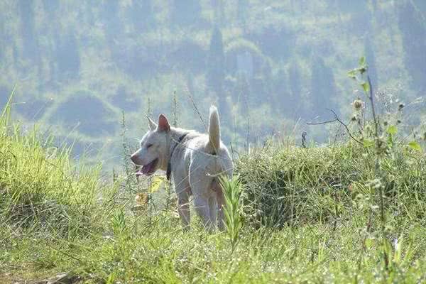 乡村最优秀的4种猎犬，现在纯种的十分珍贵，擅长山地捕猎