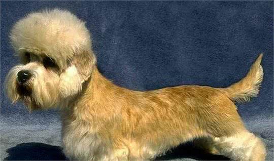 丹迪丁蒙梗是什么食物好饲养高品质犬粮