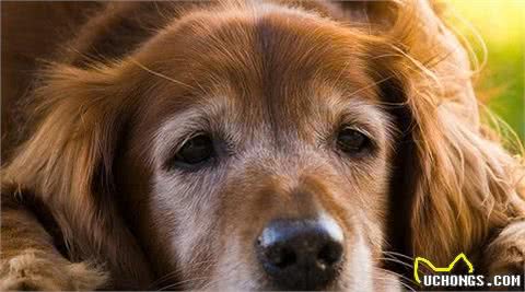 关于老年犬的科普小知识，生命的最后，主人应当如何照顾？