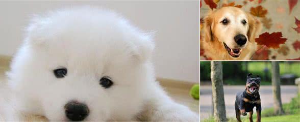 关于老年犬的科普小知识，生命的最后，主人应当如何照顾？
