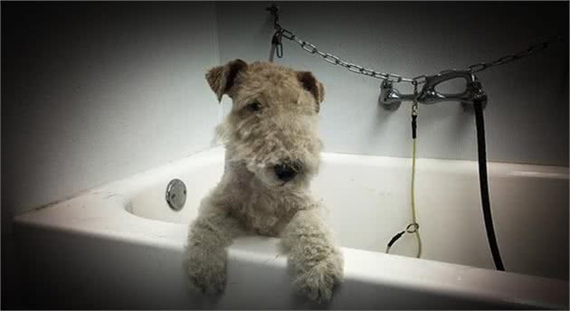 为了猎狐英国人硬是给狗套上了白色马甲，刚毛猎狐梗犬的逗趣历史