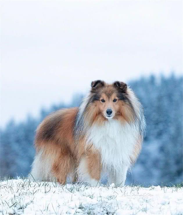 环境改变了它的身体，使之获得了“矮脚牧羊犬”的称呼｜犬种