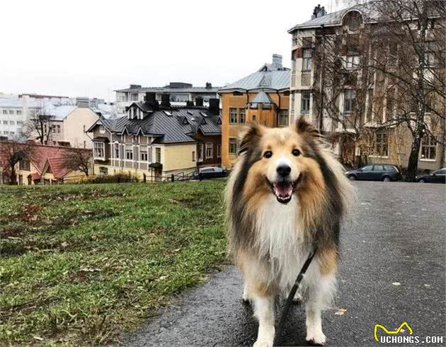 环境改变了它的身体，使之获得了“矮脚牧羊犬”的称呼｜犬种