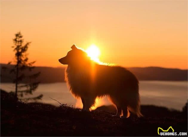 环境改变了它的身体，使之获得了“矮脚牧羊犬”的称呼｜犬种