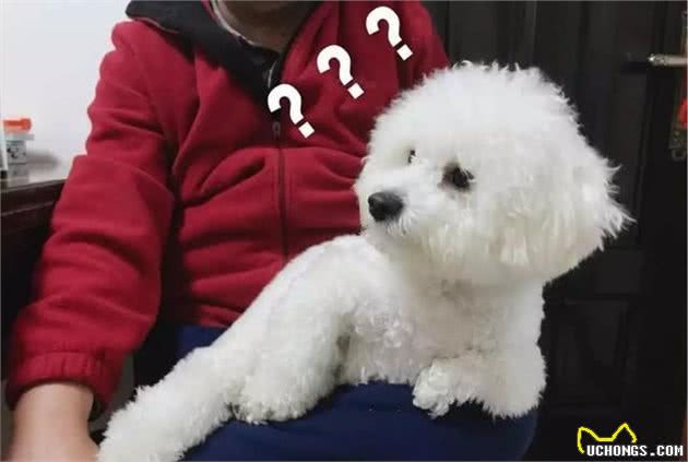 看完比熊犬的6大“缺陷”，你还想养吗？