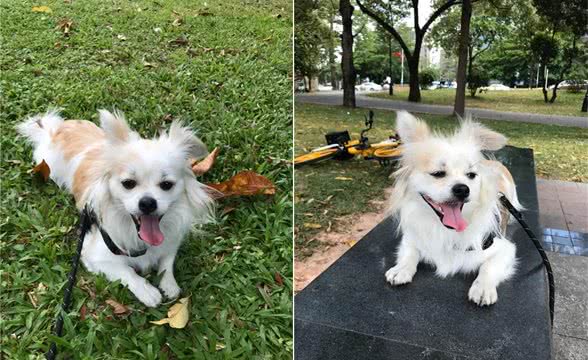 幼犬带回家主人要精心呵护小狗狗成长需要注意什么