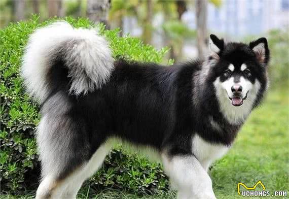 如何区分大型犬、中型犬、小型犬？你知道吗