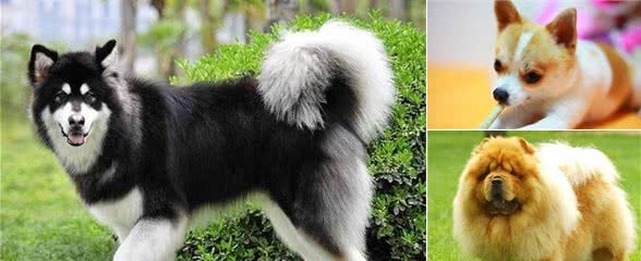 如何区分大型犬、中型犬、小型犬？你知道吗