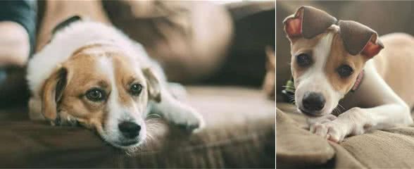 狗狗的4种性格，快来看看你家那位属于哪一种！