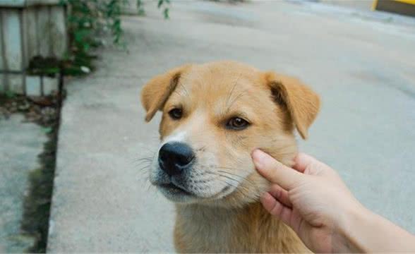 中华田园犬是什么品种？为什么在国际上不被认可？