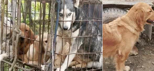 形形色色的狗狗，在乡村卖犬市场，便宜到论斤卖！
