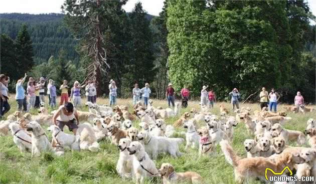 当222只黄金猎犬聚在一起，主人还认的出自家的宝贝在哪吗