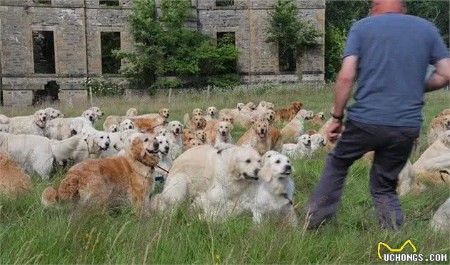 当222只黄金猎犬聚在一起，主人还认的出自家的宝贝在哪吗