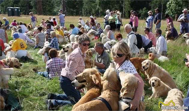 当222只黄金猎犬聚在一起，主人还认的出自家的宝贝在哪吗