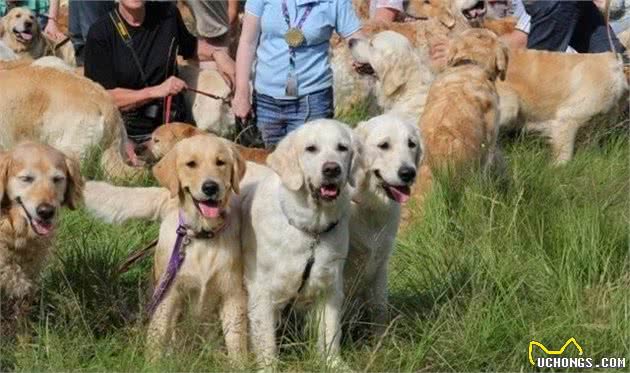 当222只黄金猎犬聚在一起，主人还认的出自家的宝贝在哪吗