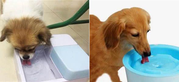 狗狗突然喝很多水，这是为什么？可能在提醒你是疾病的征兆