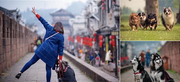 养了这么多年狗的你还不知道怎么培养狗狗的忠诚度？