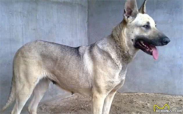 体内有狼的基因的5种狼犬，能力和智商出色，第五种能跟德牧犬抗衡