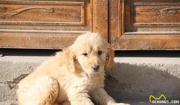 狂犬病的潜伏期是多久？危害有多大？望你别太晚知道