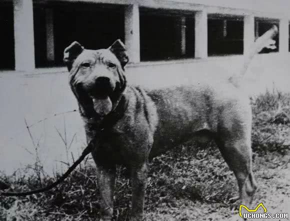 中国名犬，享有中国第一斗犬的美誉