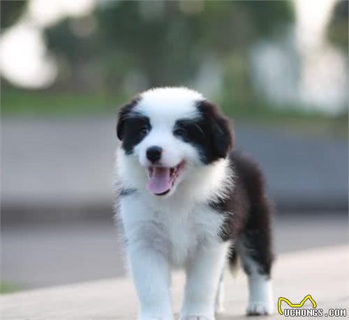 宠主在挑选边境牧羊犬时，最好避开含这几点特点的边牧幼犬