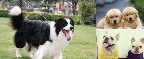 世界上最受欢迎的六种宠物犬，个个聪明可爱，有你的心头爱吗？
