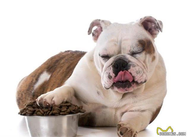 犬粮怎么喂,一次喂多少?