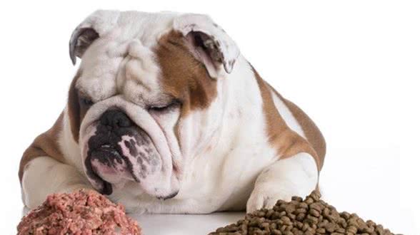 犬粮怎么喂，一次喂多少？