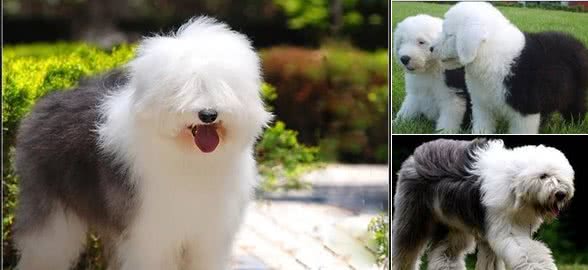 养古牧犬是怎样一种体验？