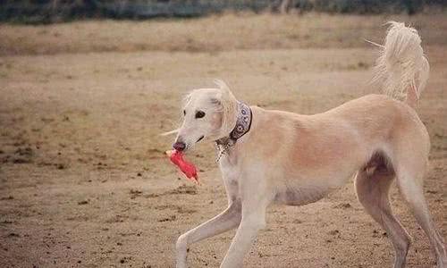 萨路基猎犬哪里有卖城市里宠物店能够购买