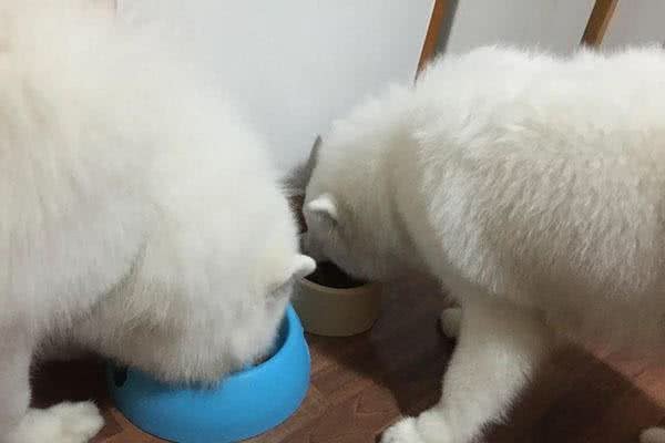 萨摩耶犬软糖趴着不动紧盯海鲜，一脸盼望虾掉到嘴里，妈妈：吃很多