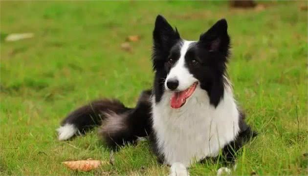 边境牧羊犬的性格优点缺陷全面对比