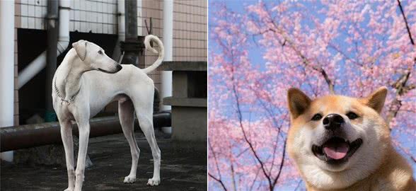 9种可爱的狗狗，都来自本土，你最喜欢哪一种呢？