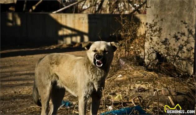 被犬追逐扑咬，如何自救或解救他人