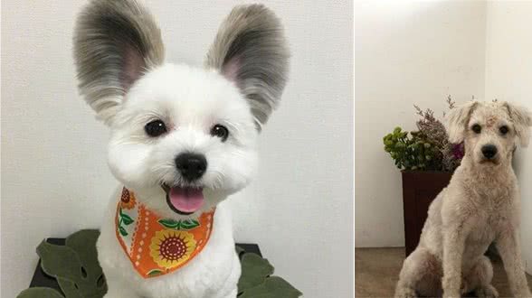 狗狗只有纯种的才好？混血犬这四大优点，才更让人心动