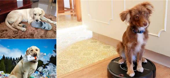 5种“不同寻常”的狗狗玩具，一个比一个逗