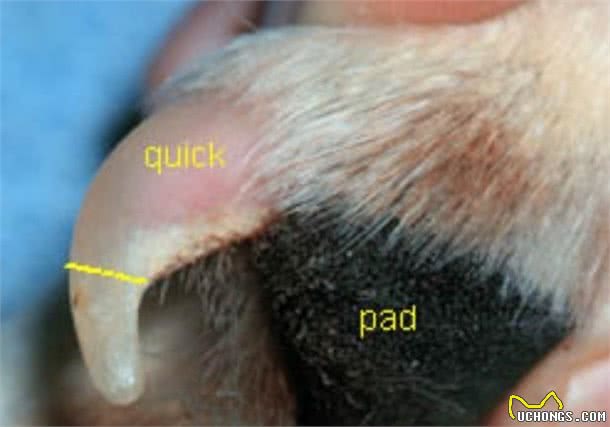 狗狗指甲长短不一，可不是狗狗无聊啃的！而是这些疾病导致的