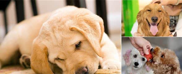 犬粮好不好，别光看宣传，这几个自我判别标准更重要