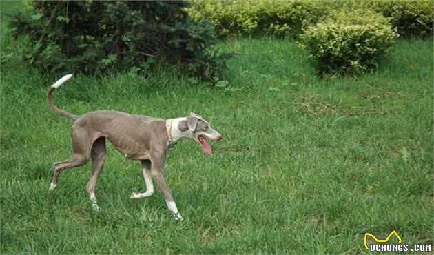 中国的灵缇犬，哮天犬的原型—细犬