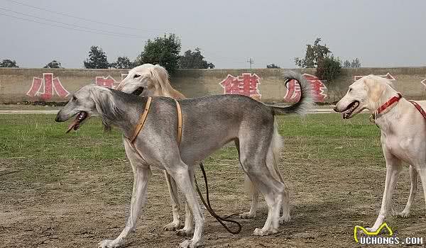 中国的灵缇犬，哮天犬的原型—细犬