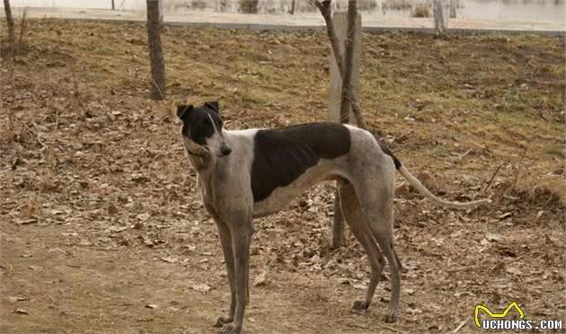 中国的灵缇犬，哮天犬的原型—细犬