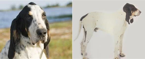 体型大能够猎取獐子的犬种！
