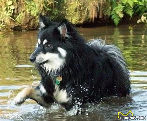 生活在极寒地区，生有致密的两重毛层，芬兰拉普猎犬