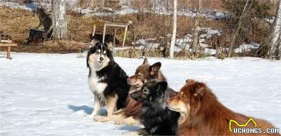 生活在极寒地区，生有致密的两重毛层，芬兰拉普猎犬