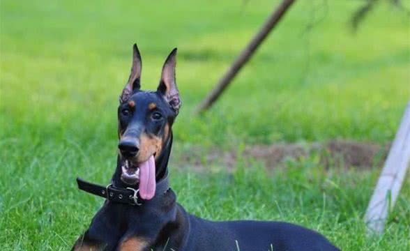 纯种杜宾犬多少钱一只？