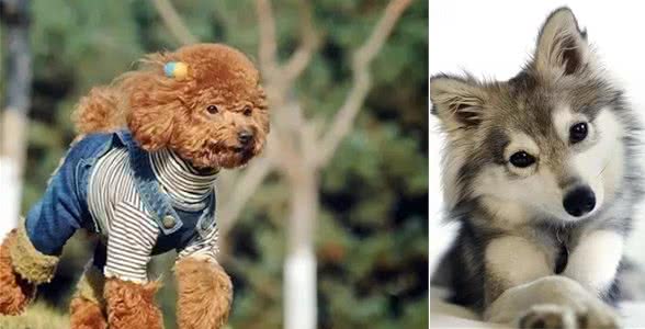 宠知识|比较讨喜颜值又正的狗狗