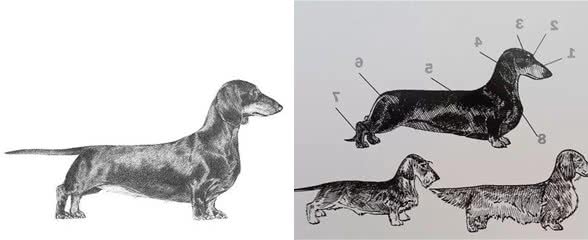 德国国犬，自带喜感的猎獾(huan)小能手—腊肠犬