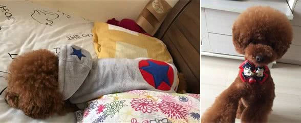 宠物的相处之道：相比男主人，为什么泰迪犬更喜欢女主人？
