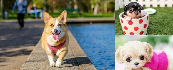 辟谣！茶杯犬长不大很可爱？知道它的来源，就再也不想养了